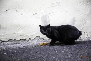 zwerfkatten die op straat eten foto