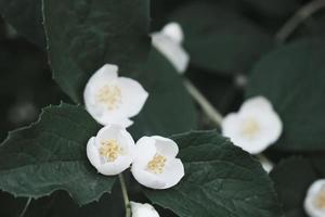 mooie witte philadelphus bloemen met groene bladeren
