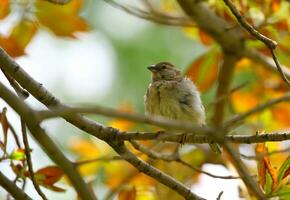 bruin vogel vastklampen in de boom, dier, dier fotografie, Afdeling foto