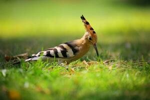 selectief focus fotografie van bruin zwart en wit lang bek vogel Aan groen gras foto