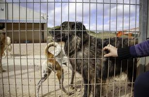 hond in kennel foto