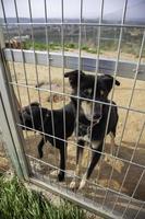 hond in kennel foto