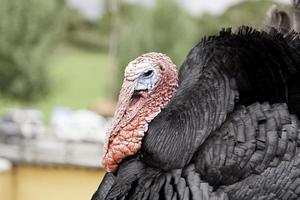 kalkoen op boerderij foto