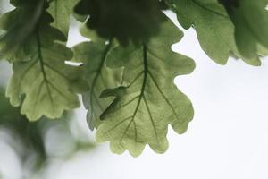 mooi patroon van bloemblaadjes van de bloesemkop van een chrysantenbloem foto