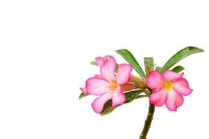 bloemen achtergrond. close-up van tropische bloem roze adenium. woestijnroos op witte achtergrond. foto
