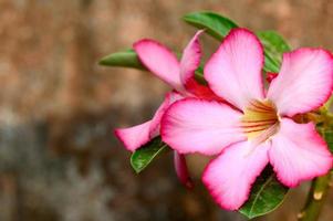 bloemen achtergrond. close-up van tropische bloem roze adenium. woestijnroos op groene achtergrond. foto