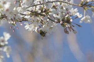 de eerste insecten bestuiven de eerste bloemen van de lente in Madrid, Spanje spa foto