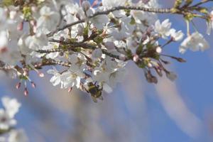 de eerste insecten bestuiven de eerste bloemen van de lente in Madrid, Spanje spa foto