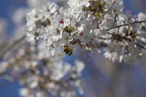 de eerste insecten bestuiven de eerste bloemen van de lente in Madrid, Spanje spa foto