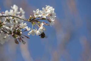 de eerste insecten bestuiven de eerste bloemen van de lente in Madrid, Spanje spa foto