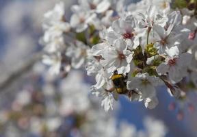 de eerste insecten bestuiven de eerste bloemen van de lente in Madrid, Spanje spa foto
