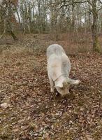 oogst van zwarte truffels met de hulp van een varken in lalbenque, frankrijk foto