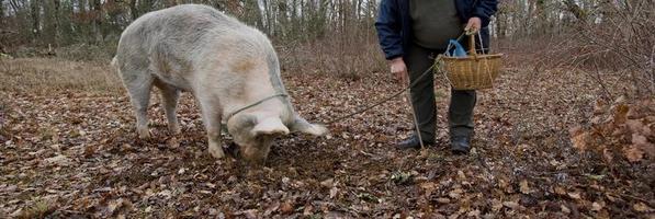 oogst van zwarte truffels met de hulp van een varken in lalbenque, frankrijk foto