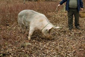 oogst van zwarte truffels met de hulp van een varken in lalbenque, frankrijk foto