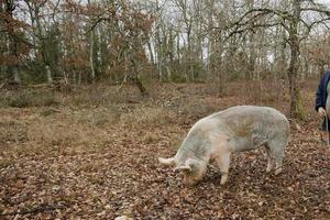 oogst van zwarte truffels met de hulp van een varken in lalbenque, frankrijk foto