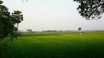 landschap van natuur foto