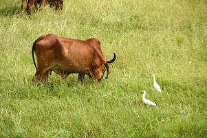 koeien en stieren grazen op een weelderig grasveld foto