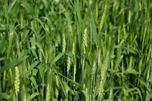 groene tarwe op biologisch boerderijveld