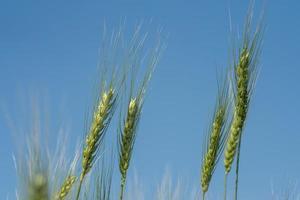 groene tarwe op biologisch boerderijveld foto