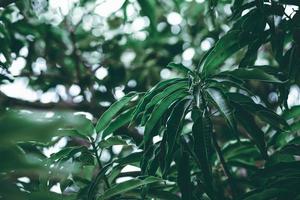 mangoblad tropisch foto