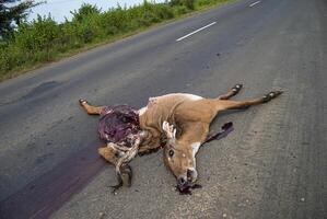 dood dier op de weg aangereden door een voertuig, voorzichtig rijden, ongeval foto