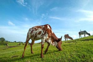 koeien grazen op weelderig grasveld foto