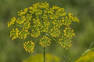 bloem van groene dille, anethum graveolens groeien op landbouwgebied. foto