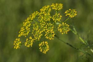 bloem van groene dille anethum graveolens groeien op landbouwgebied. foto