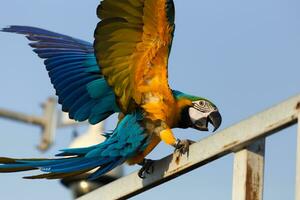 dichtbij omhoog van kleurrijk scharlaken blauw en goud ara papegaai huisdier baars Aan slaapplaats Afdeling met blauw Doorzichtig lucht achtergrond foto