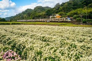 chrysantenboerderij en spoorweg in miaoli, taiwan foto