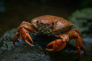 krab rood stenen natuur. genereren ai foto