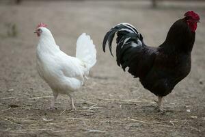 een kip en een haan wandelen Aan de boerderij. foto