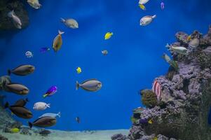 veelkleurig tropisch vis Aan de achtergrond van riffen en koralen. foto