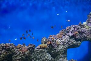 een kudde van tropisch vis Aan de achtergrond van riffen en koralen. exotisch vis in blauw water foto