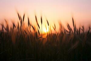 de zon is instelling over- een veld- van hoog gras foto