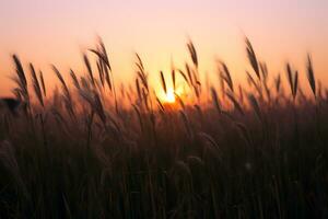 de zon is instelling over- een veld- van hoog gras foto