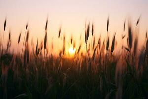 de zon is instelling over- een veld- van hoog gras foto