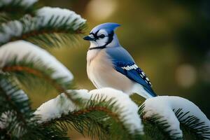 blauw gaai vogel neergestreken Aan een besneeuwd pijnboom boom Afdeling foto