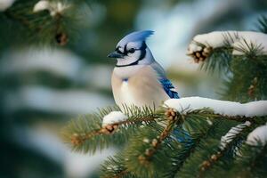 blauw gaai vogel neergestreken Aan een besneeuwd pijnboom boom Afdeling foto