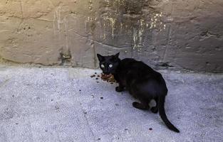 zwerfkatten die op straat eten foto