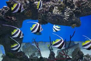 zanclus cornutus.exotisch tropisch vis Aan de achtergrond van koralen en riffen.a kudde van gestreept aquarium wrijven foto