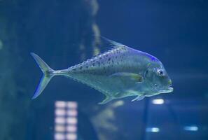 groot tropisch vis Aan een blauw achtergrond foto
