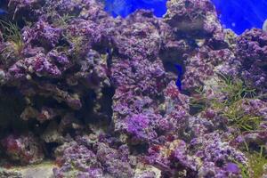 veelkleurig koralen achtergrond foto