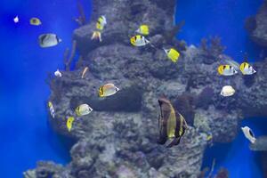 veelkleurig tropisch vis Aan de achtergrond van riffen en koralen. foto