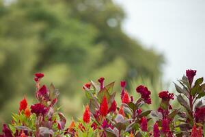 natuurlijk bloem achtergrond. rood bloemen van celosia. foto