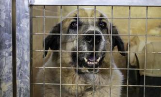 hond in kennel foto