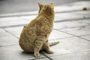 oranje kat ruststraat foto