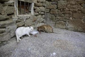 zwerfkatten die op straat eten foto