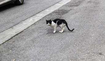 gewonde kat op straat foto