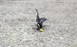 een vogel voeren in vrijheid foto